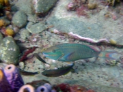 DSC04081m 