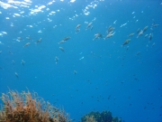 DSC00961 